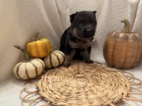 Olivia, a female German Shepherd Dog for sale in Knoxville, TN – 5 of 6