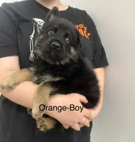 Usop , a male German Shepherd Dog for sale in Knoxville, TN – 7 of 7