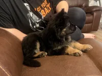 Vivi , a female German Shepherd Dog for sale in Knoxville, TN – 1 of 7