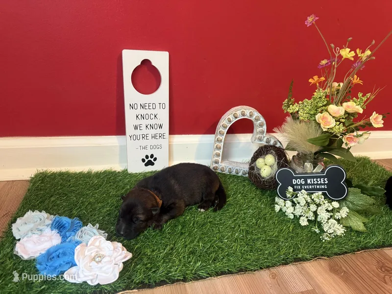 Luffy – German Shepherd Dog puppy for sale in Knoxville, TN