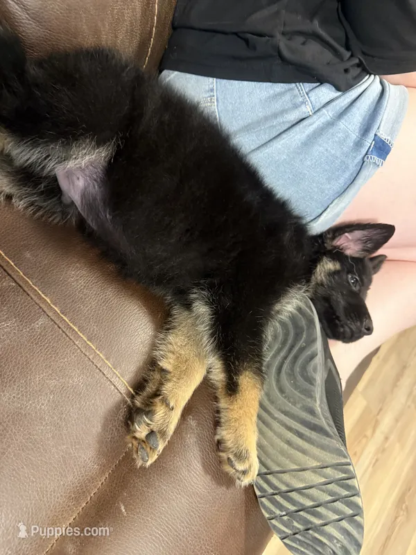 Zoro – German Shepherd Dog puppy for sale in Knoxville, TN