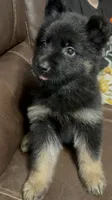 Vivi , a female German Shepherd Dog for sale in Knoxville, TN – 3 of 7