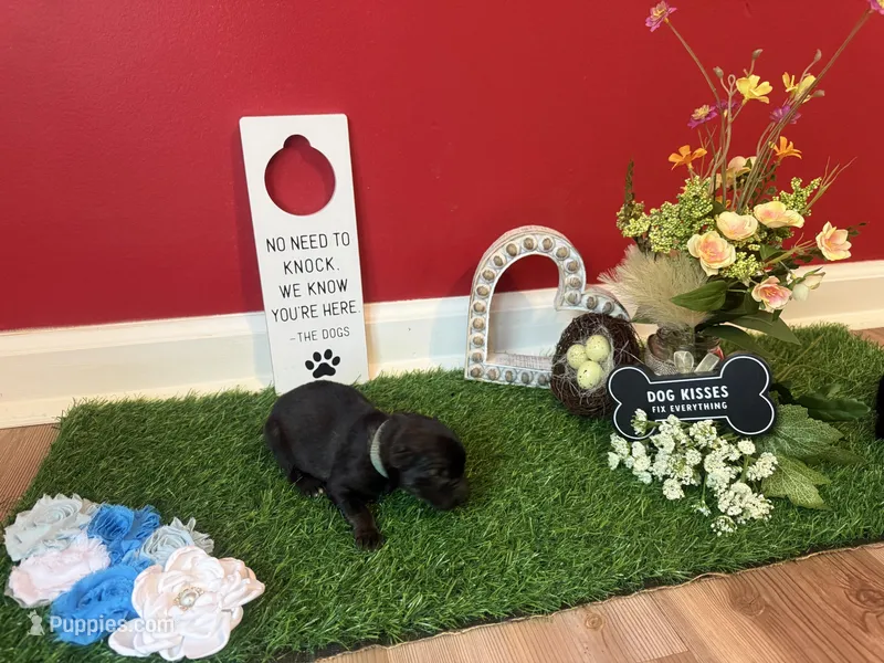 Shanks – German Shepherd Dog puppy for sale in Knoxville, TN