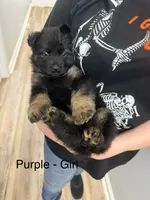 Vivi , a female German Shepherd Dog for sale in Knoxville, TN – 2 of 7