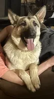 Willow Faye, a female German Shepherd Dog for sale in Knoxville, TN – 1 of 1