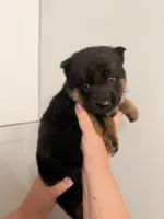 Olivia, a female German Shepherd Dog for sale in Knoxville, TN – 2 of 6