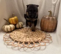 Olivia, a female German Shepherd Dog for sale in Knoxville, TN – 4 of 6
