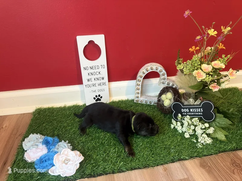 Zoro – German Shepherd Dog puppy for sale in Knoxville, TN