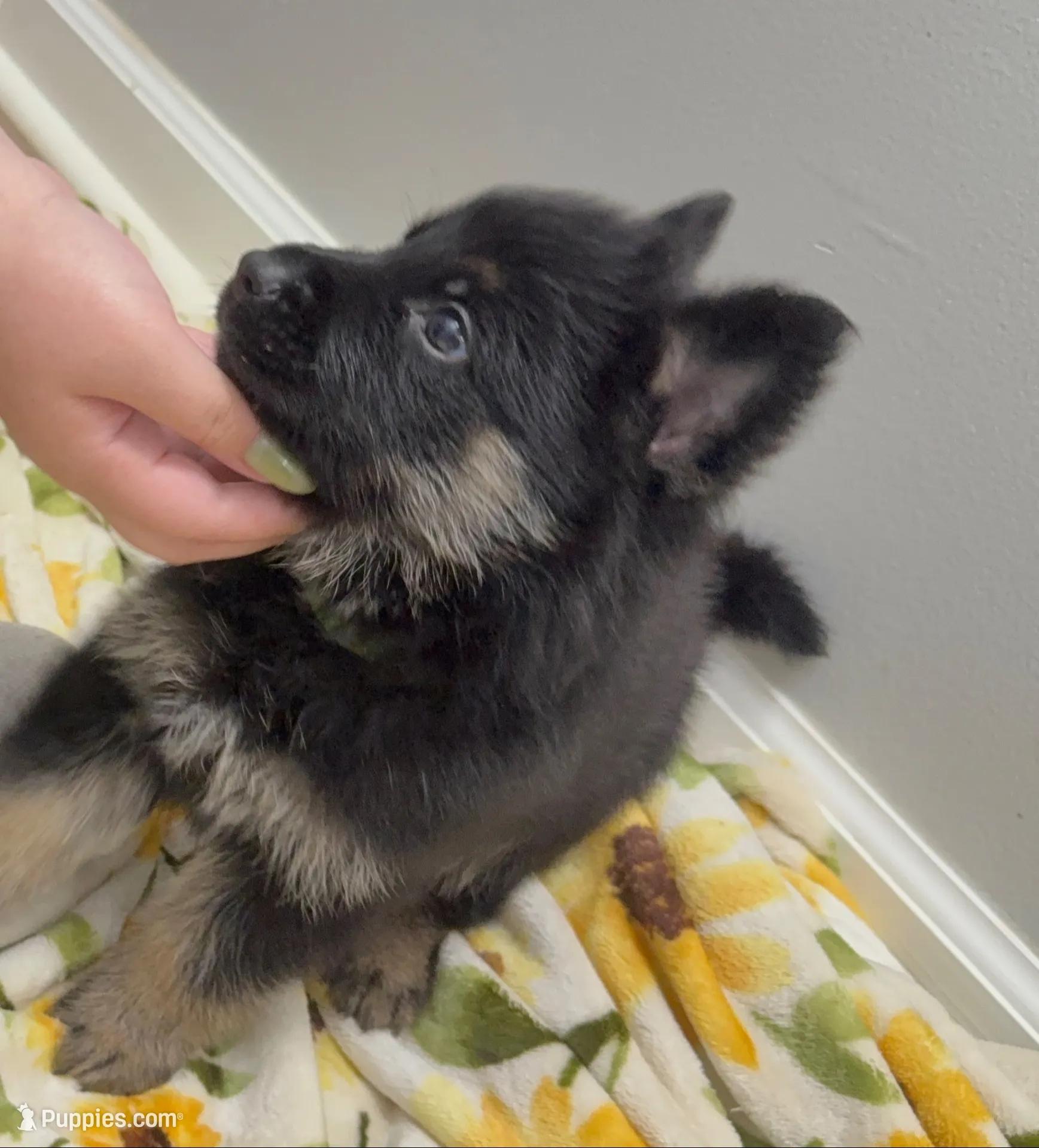 Usop , a male German Shepherd Dog for sale in Knoxville, TN – 5 of 7