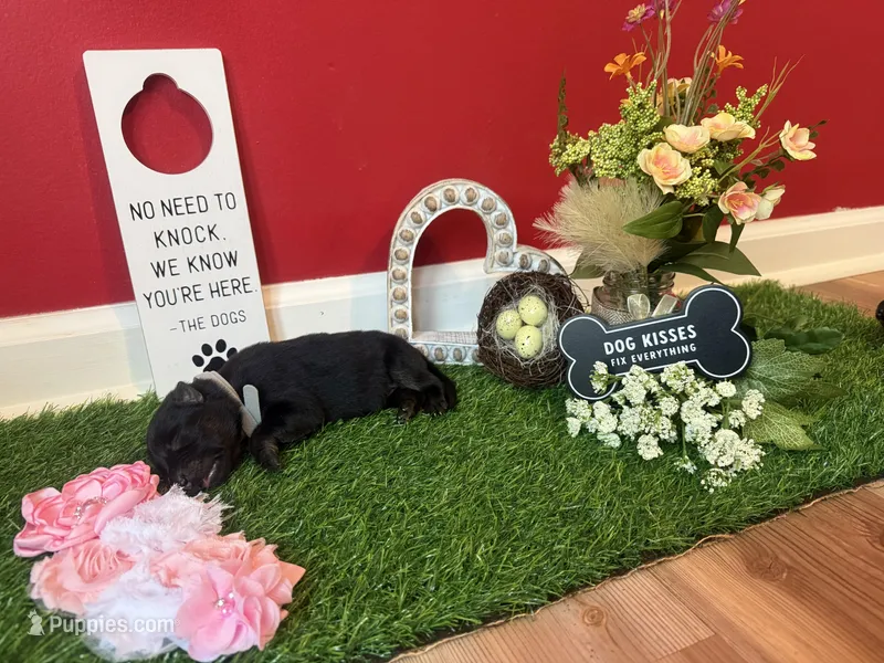 Robin – German Shepherd Dog puppy for sale in Knoxville, TN