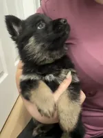 Usop , a male German Shepherd Dog for sale in Knoxville, TN – 4 of 7