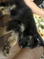 Vivi , a female German Shepherd Dog for sale in Knoxville, TN – 4 of 7