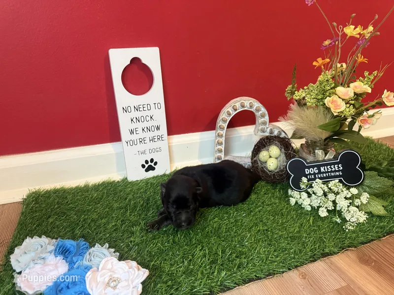 Usop  – German Shepherd Dog puppy for sale in Knoxville, TN