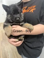 Zoro, a male German Shepherd Dog for sale in Knoxville, TN – 4 of 4