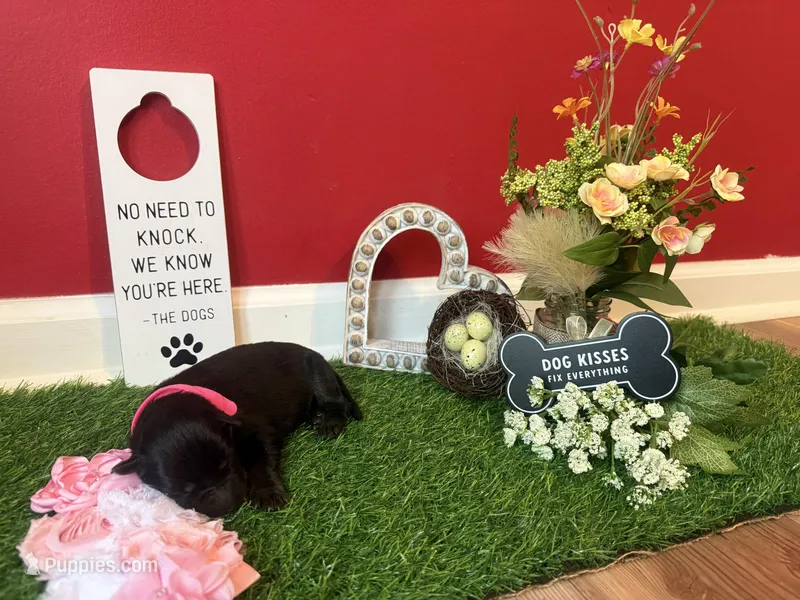 Nomi  – German Shepherd Dog puppy for sale in Knoxville, TN