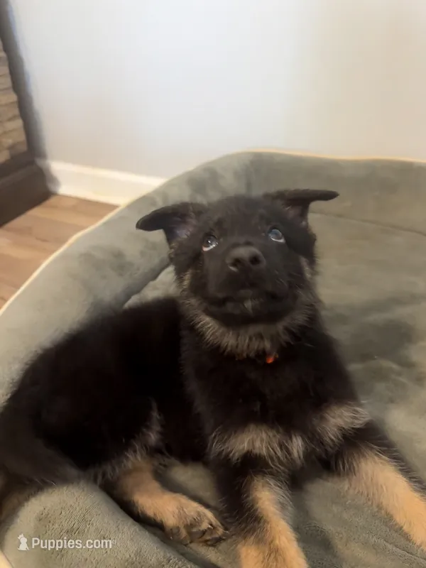 Usop  – German Shepherd Dog puppy for sale in Knoxville, TN