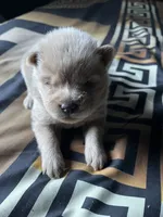 Tiger, a male Chow Chow for sale in District of Columbia, DC – 3 of 3