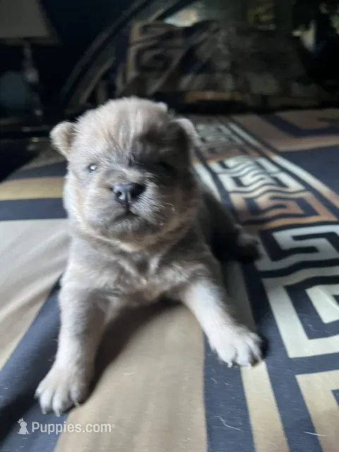 Apollo – Chow Chow puppy for sale in District of Columbia, DC
