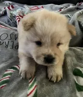 Maui, a male Chow Chow for sale in District of Columbia, DC – 3 of 7