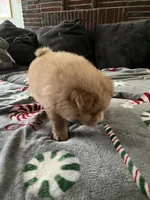 Butterscotch , a male Chow Chow for sale in District of Columbia, DC – 2 of 3