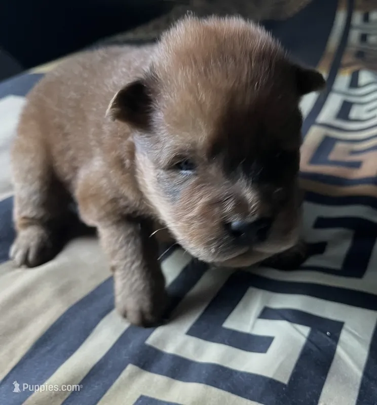 Hershey – Chow Chow puppy for sale in District of Columbia, DC
