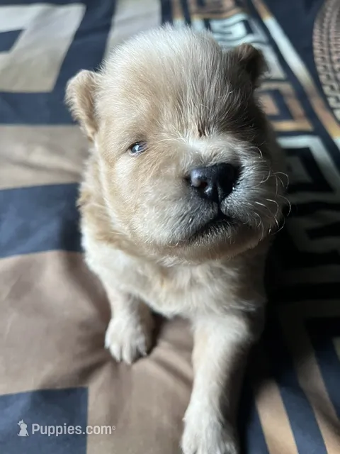 Tiger – Chow Chow puppy for sale in District of Columbia, DC