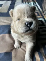 Tiger, a male Chow Chow for sale in District of Columbia, DC – 1 of 3
