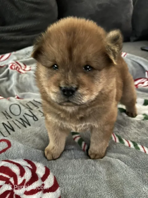 Hershey – Chow Chow puppy for sale in District of Columbia, DC