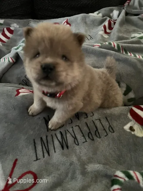 Ace – Chow Chow puppy for sale in District of Columbia, DC