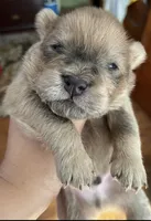 Apollo, a male Chow Chow for sale in District of Columbia, DC – 2 of 4