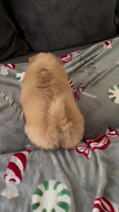 Butterscotch , a male Chow Chow for sale in District of Columbia, DC – 3 of 3