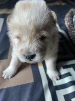 Maui, a male Chow Chow for sale in District of Columbia, DC – 2 of 2