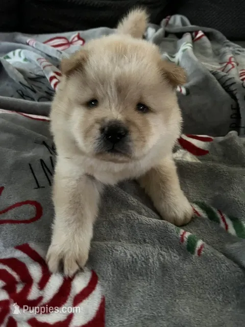 Maui – Chow Chow puppy for sale in District of Columbia, DC