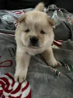 Maui, a male Chow Chow for sale in District of Columbia, DC – 1 of 7