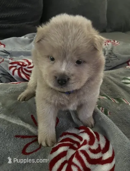 Tiger – Chow Chow puppy for sale in District of Columbia, DC