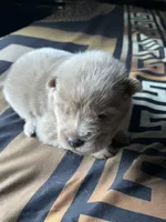 Tiger, a male Chow Chow for sale in District of Columbia, DC – 2 of 3