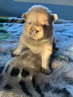 Mochi, a male Chow Chow for sale in District of Columbia, DC – Photo 4 of 6