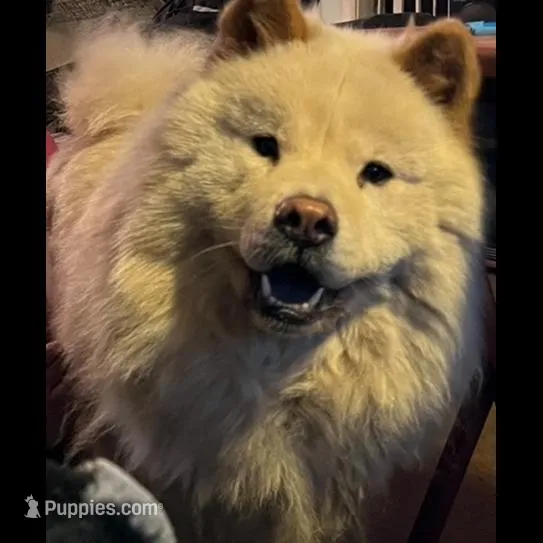 Mochi, a male Chow Chow for sale in District of Columbia, DC – Photo 5 of 6