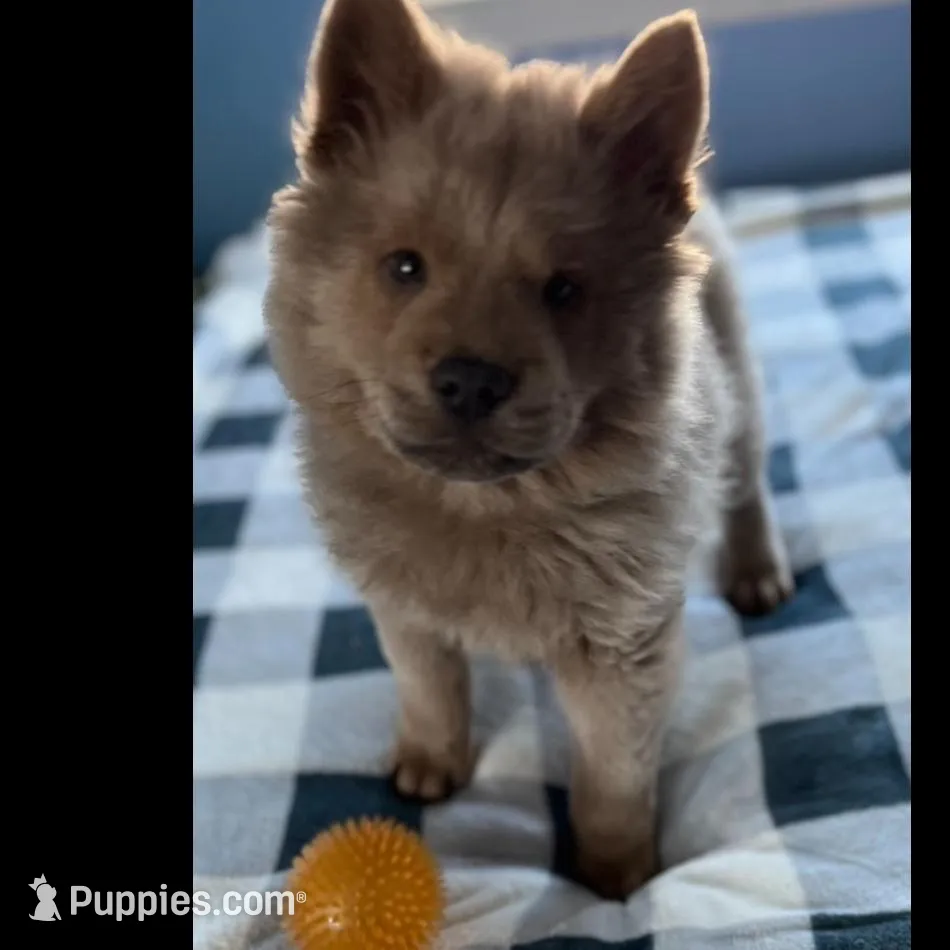 Mochi, a male Chow Chow for sale in District of Columbia, DC – Photo 2 of 6