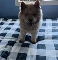 Mochi, a male Chow Chow for sale in District of Columbia, DC – Photo 1 of 6