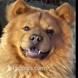 Mochi, a male Chow Chow for sale in District of Columbia, DC – Photo 6 of 6