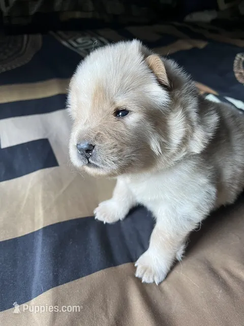 Maui – Chow Chow puppy for sale in District of Columbia, DC