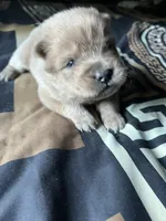 Ace, a male Chow Chow for sale in District of Columbia, DC – 1 of 3