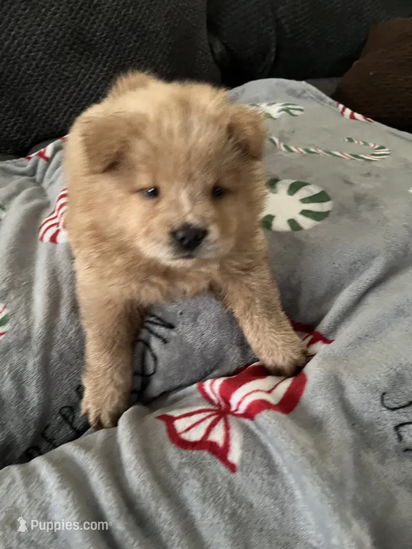 Butterscotch  – Chow Chow puppy for sale in District of Columbia, DC