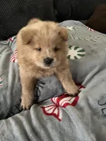 Butterscotch , a male Chow Chow for sale in District of Columbia, DC – 1 of 3