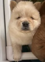 Maui, a male Chow Chow for sale in District of Columbia, DC – 2 of 7