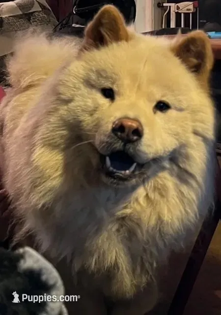 Hershey, a male Chow Chow for sale in District of Columbia, DC – 4 of 5
