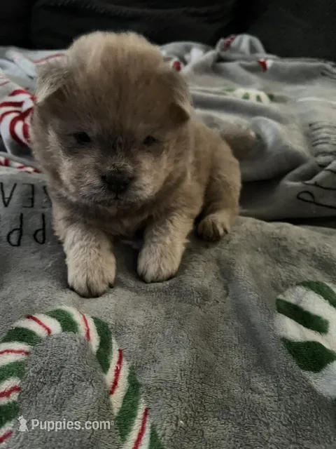 Apollo – Chow Chow puppy for sale in District of Columbia, DC