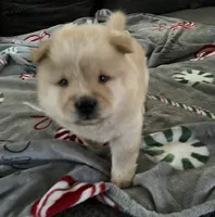 Maui, a male Chow Chow for sale in District of Columbia, DC – 4 of 7