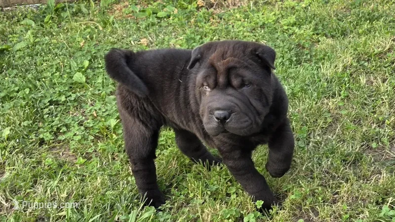 D&LF2 – Chinese Shar-Pei puppy for sale in Nashville, TN